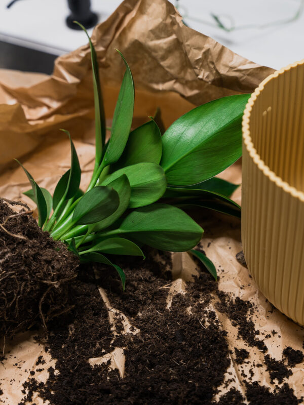 Hageland Grønne planter Fjuz