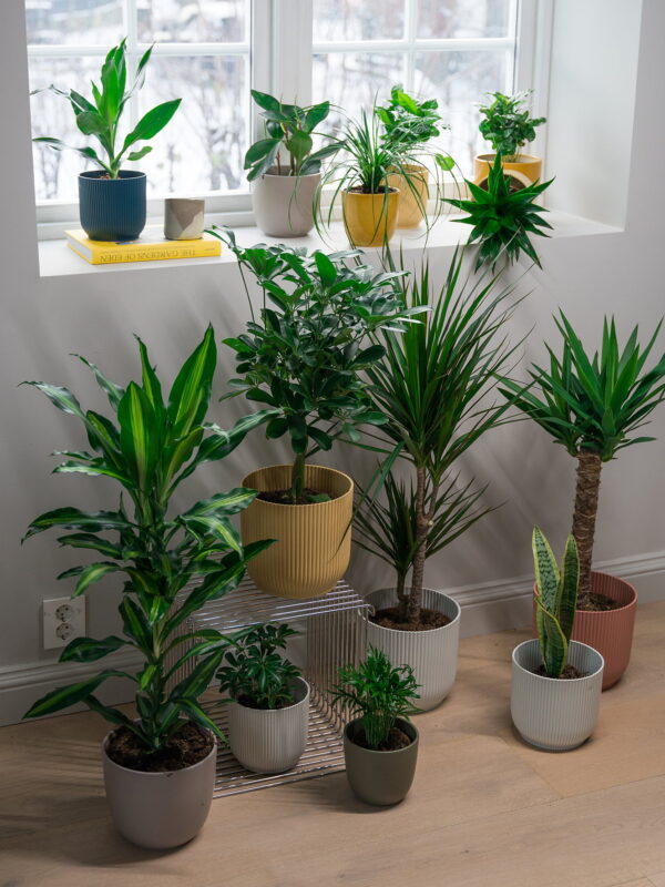 Hageland Grønne planter Fjuz