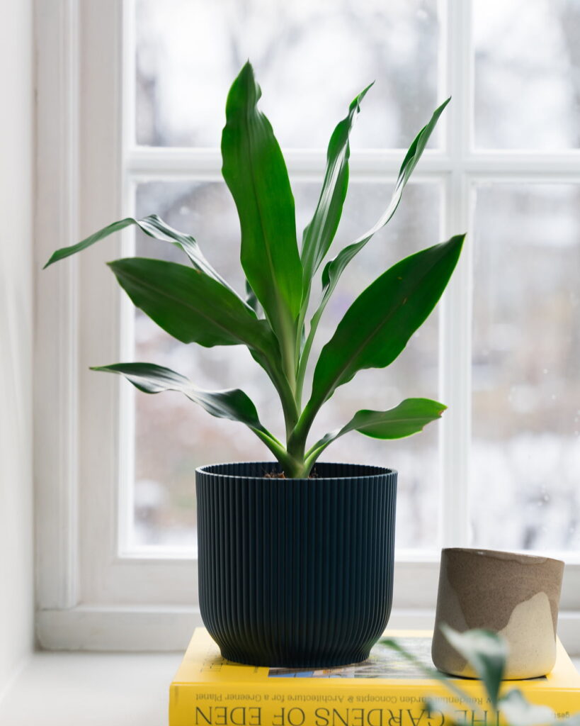Hageland Grønne planter Fjuz